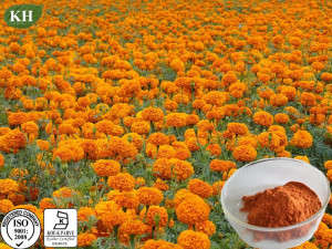 Marigold Extract Lutein Zeaxanthin Og Best Price