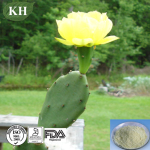 Cactus Extract 4: 1, 12: 1, 20: 1, 50: 1